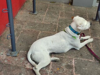 Happy Dog Day, an adorable puppy resting in the shade Feliz día del perro, un adorable perrito...