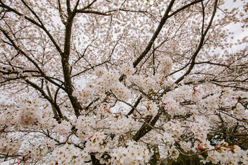 観音寺川の桜（福島県猪苗代町）