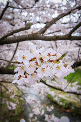 観音寺川の桜（福島県猪苗代町）