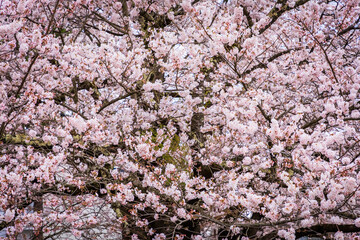 観音寺川の桜（福島県猪苗代町）