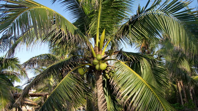 Canopy of a palm tree on the beach in Zipolite, Mexico