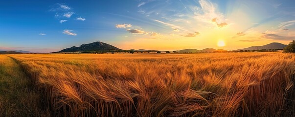 View of wheat farm field at sunset in summer. - Powered by Adobe