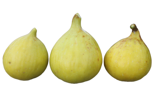 Fig Tree, Striped jin ao fen Fig, Ficus ornamental quality deciduous tree with yellow fruit striped with green, consumed fresh or dried.