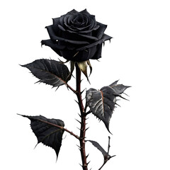 black rose with black thorny branch on transparent background Generative AI