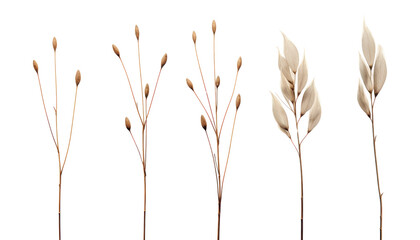 ears of dry grass isolated on transparent background cutout