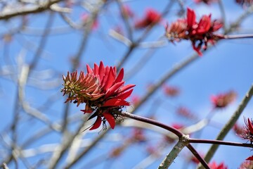 【小笠原】デイゴの花