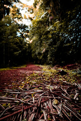 Forest Path: Nature's Carpet