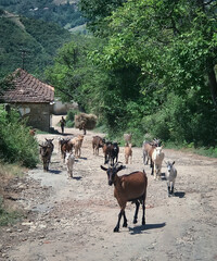 Albanian Countryside