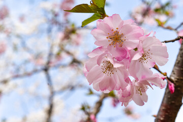イギリスで開発された新種の桜は春と秋に二度咲きします。