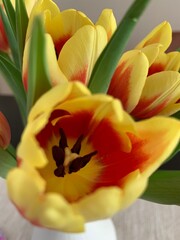 Obraz premium yellow and red tulips