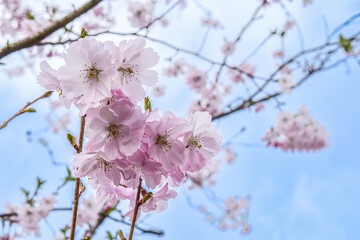 イギリスで開発された新種の桜は春と秋に二度咲きします。