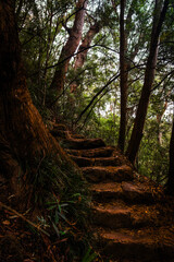 Forest Stairway to Seclusion