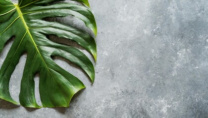 shadow background of tropical monstera leaf overhead view - obrazy, fototapety, plakaty