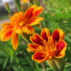 秋にマリーゴールドがオレンジ色の花を咲かせています