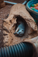 animals and reptiles in the Indianapolis zoo, usa