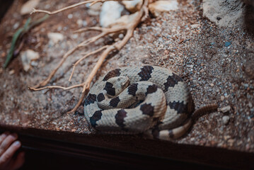 animals and reptiles in the Indianapolis zoo, usa