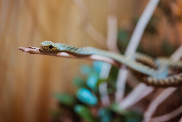 animals and reptiles in the Indianapolis zoo, usa