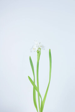 Paperwhite Flower
