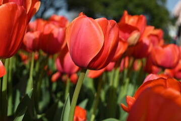 red and yellow tulip blossom in the sunny afternoon in the garden