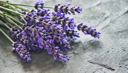 fresh lavender flowers on gray concrete background