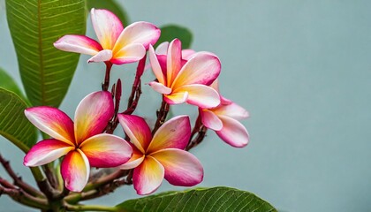 plumeria flowers in bright pink against a isolated pastel background copy space