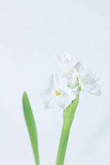 Obraz premium Paperwhite Flower