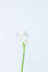 Naklejka na ściany i meble Paperwhite Flower