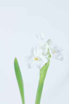 Paperwhite Flower