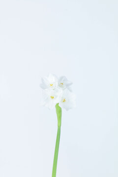 Paperwhite Flower