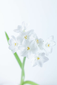 Paperwhite Flower