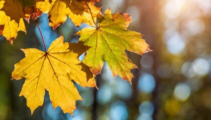 Naklejka na ściany i meble autumn maple leaves on blurred bokeh background beautiful autumnal background