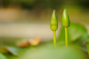 Lily Buds in a Pond
