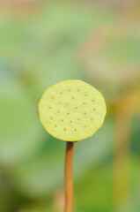 Front View of a Lotus Head