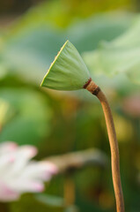 Side View of a Lotus Head