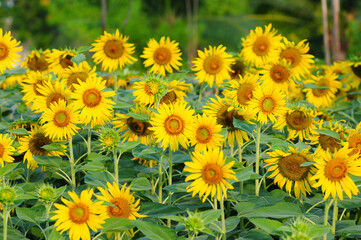 An Image of Blooming Sunflowers