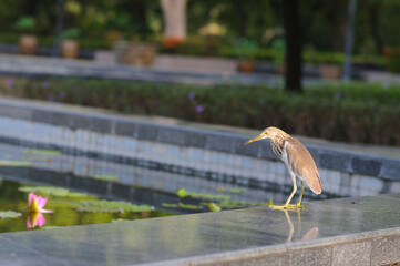 A Bird by a Pond	