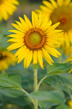 An Image of a Blooming Sunflower