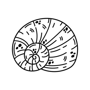 recommend clip art: Nautilus shell vector icon. Aquatic spiral seashell with spots, stripes. Cephalopod oceanic mollusk, underwater creature. Hand drawn doodle, sea sketch. Aquarium animal. Black and white simple clipart
