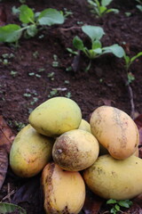 sweet mango from organic fertilizer