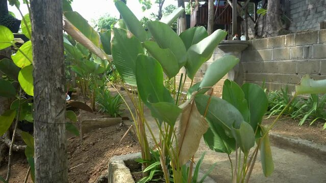 aloe vera plant in the garden