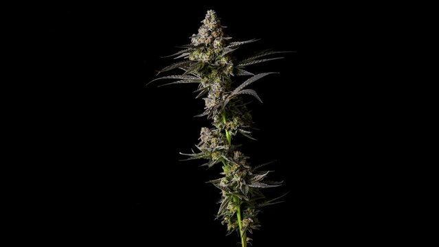 Rotating cannabis cola on black background