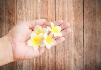 Fresh tropical Plumeria flower in hand holding with wooden background