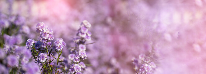 Banner Purple Pastel margaret flower floral blossom blurred background. Pastel violet romance bloom...