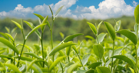 Green tea tree fresh leaves in eco herbal farm. Tree tea plantations in morning sun light....