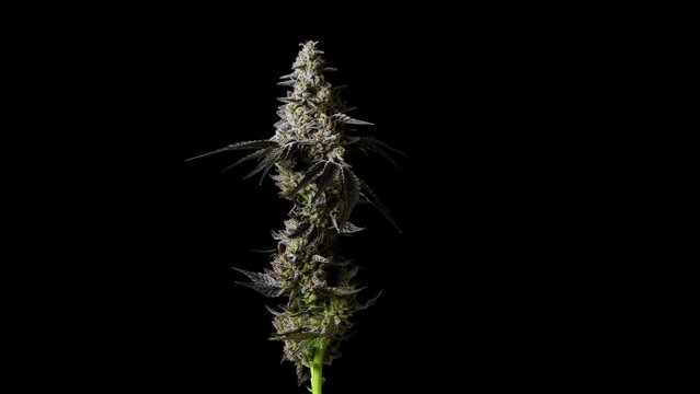 Rotating cannabis cola on black background