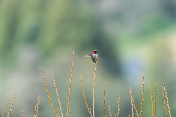 Male Anna's Hummingbird lands on a willow tree at Nagasawa Community park