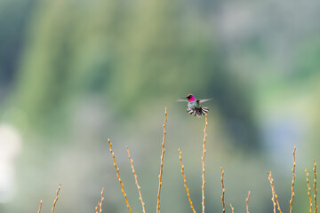 Male Anna's Hummingbird displaying pink feathers while hovering at Nagasawa Community Park