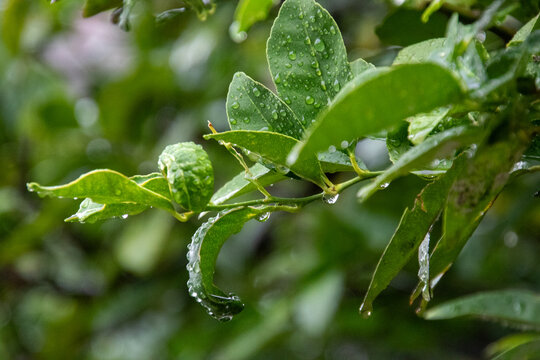 Rain drops suspended from lemon tree leaves image for background use