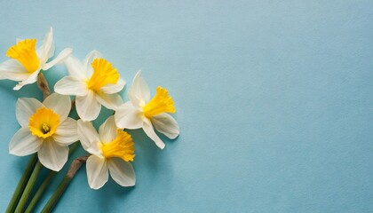 Obraz na płótnie Canvas minimal light blue spring background with daffodils
