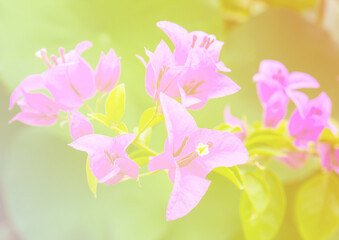 Beautiful flowers with soft focus color filtered background